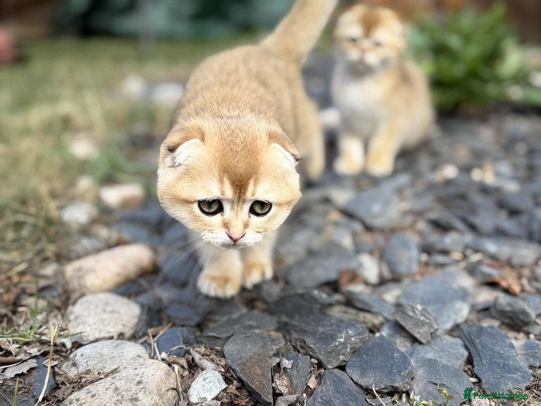 Scottish Fold cats for sale: 1male  1 female READY TO COLLECT - Image 8