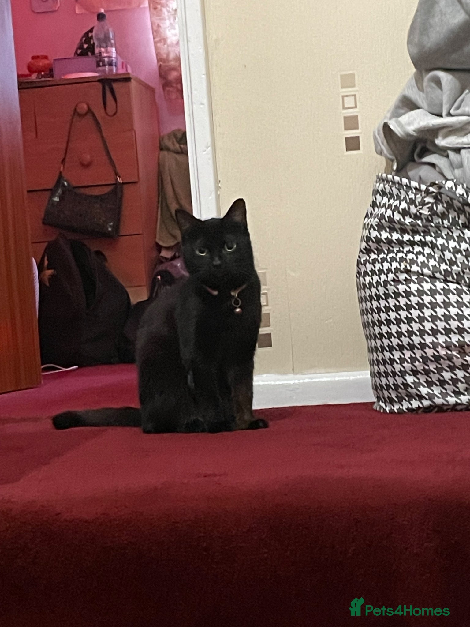 Mixed Breed cats 1 female tabby, 1 male tabby and 1 male ghost tabb - Advert 1