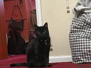 Mixed Breed cats 1 female tabby, 1 male tabby and 1 male ghost tabb - Advert 7