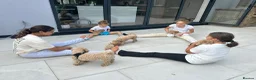 Maltipoo dogs for sale: Smallest maltipoos (read description) - Advert 16