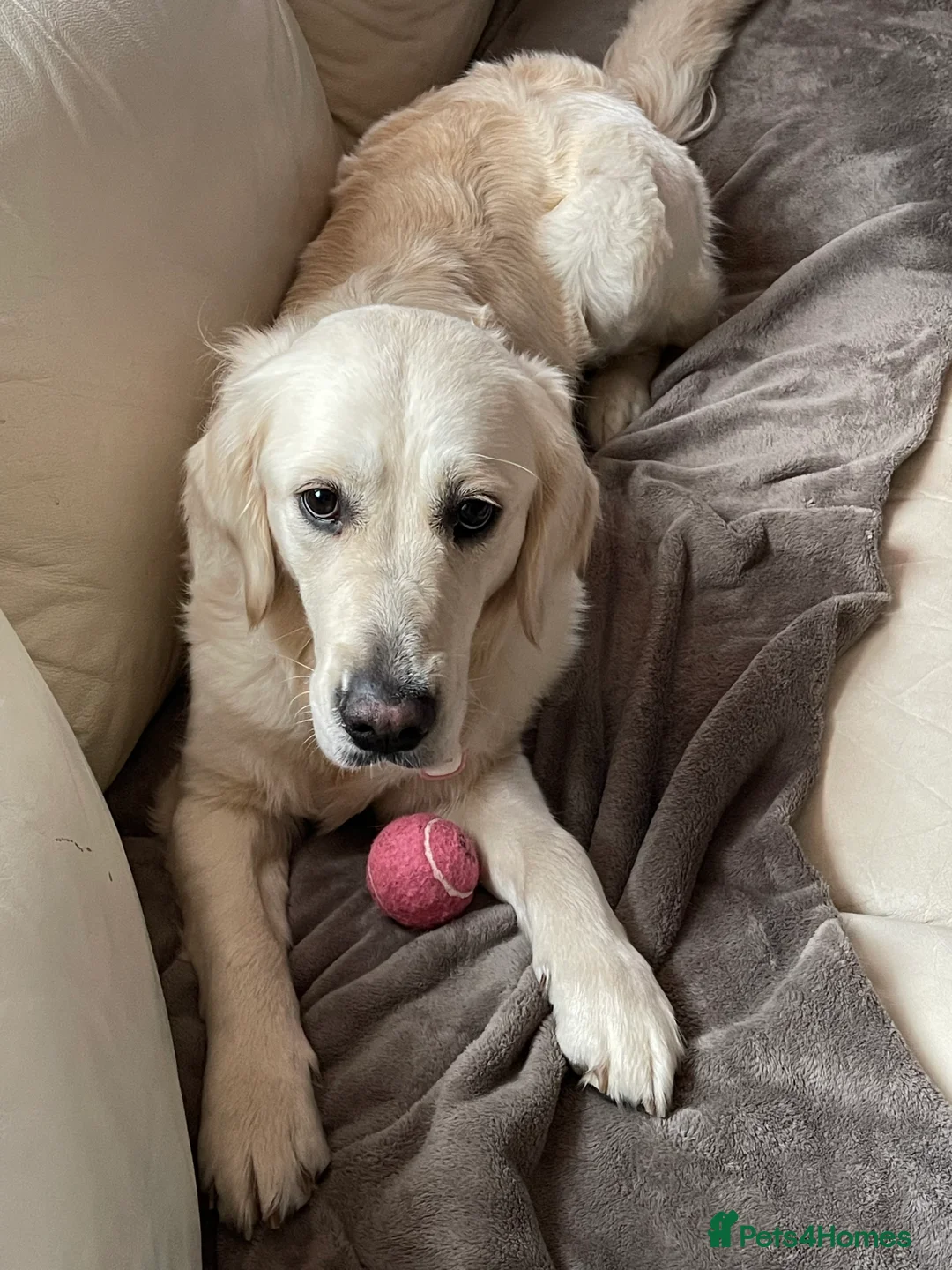 Golden Retriever dogs for sale: KC Registered golden retriever girl - Advert 3