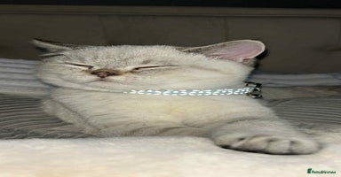 British Shorthair cats - Advert 14