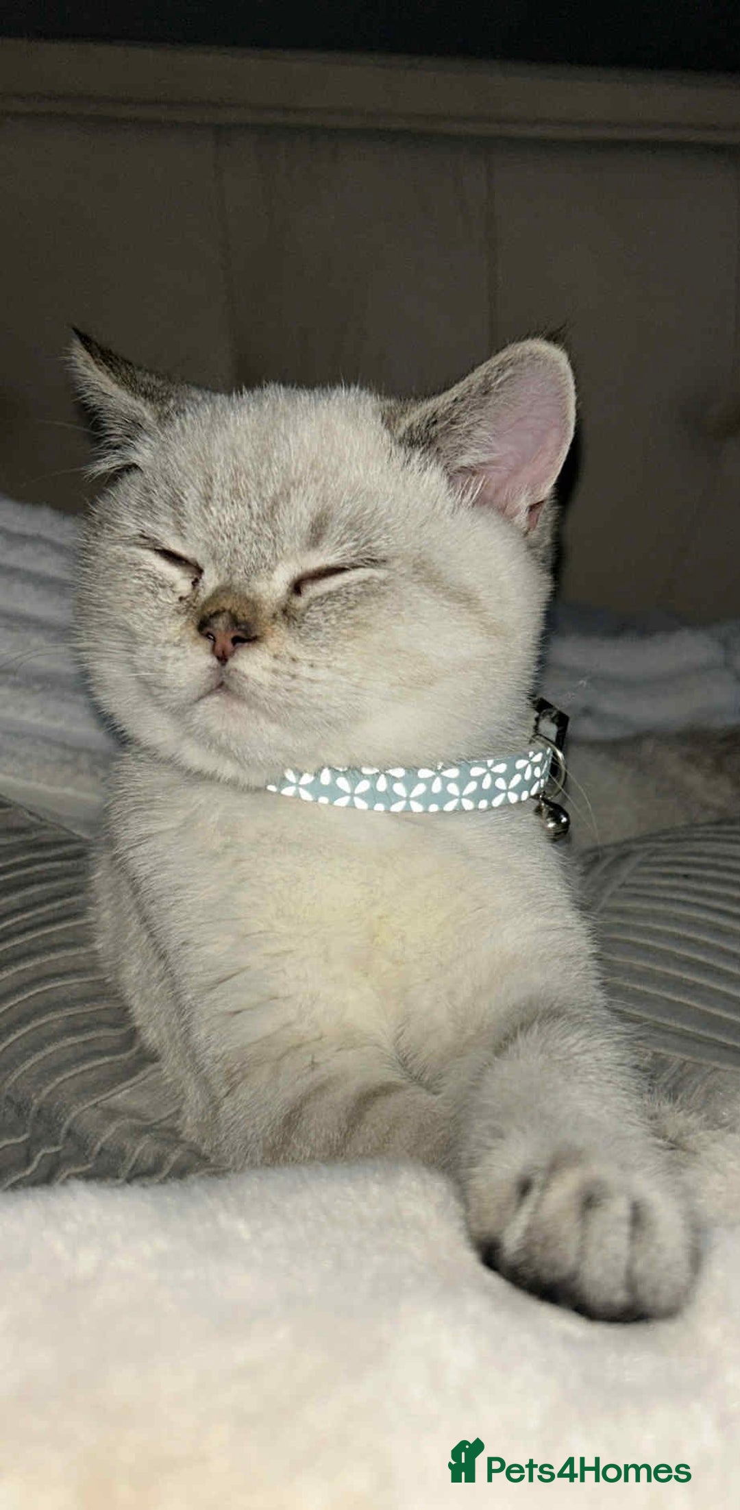 British Shorthair cats for sale: British shorthair male seal point LAST ONE TICA - Advert 2