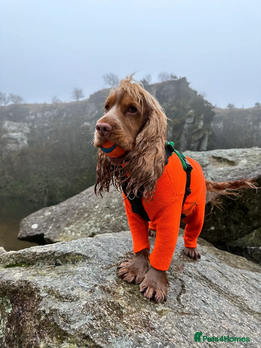 Cocker Spaniel dogs for sale: Poppy The Pedigree, KC REG, Show Cocker Spaniel - Advert 17