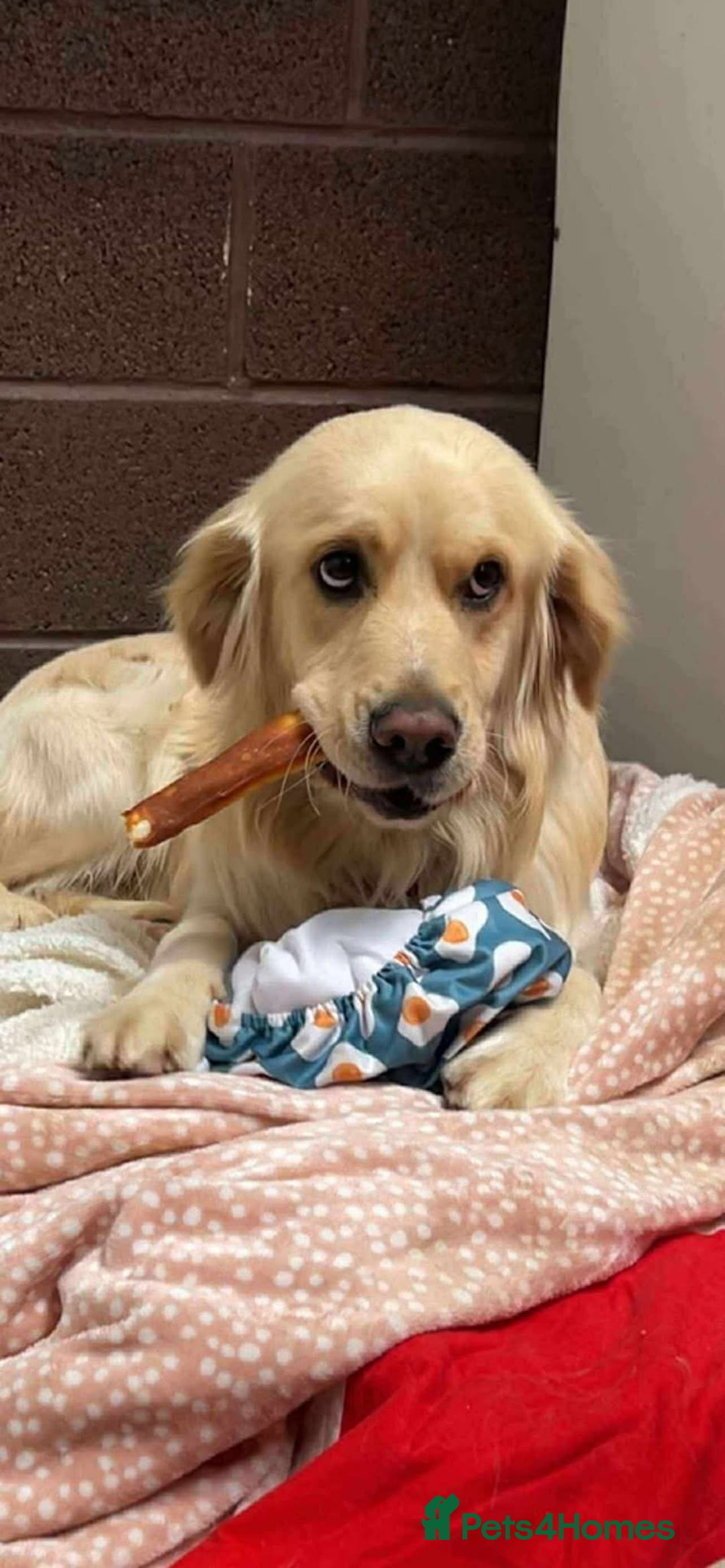 Mixed Breed dogs for adoption: CLIVE - Advert 7