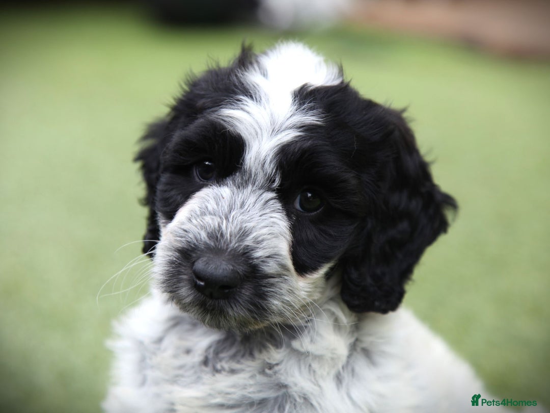 Cockapoo dogs for sale: Parti Colour Cockapoos 🌈 - Raised Right ✨ - Image 9