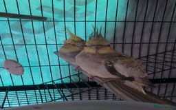 Cockatiels birds for sale: bonded cockatiels  - Image 3
