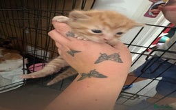 Mixed Breed cats for sale: Gorgeous ginger n mixed colour kittens - Image 20