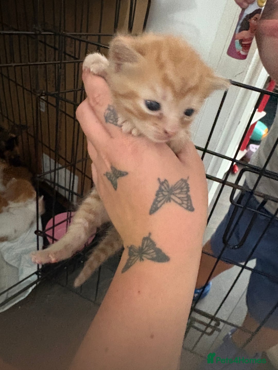 Mixed Breed cats for sale: Gorgeous ginger n mixed colour kittens - Image 20