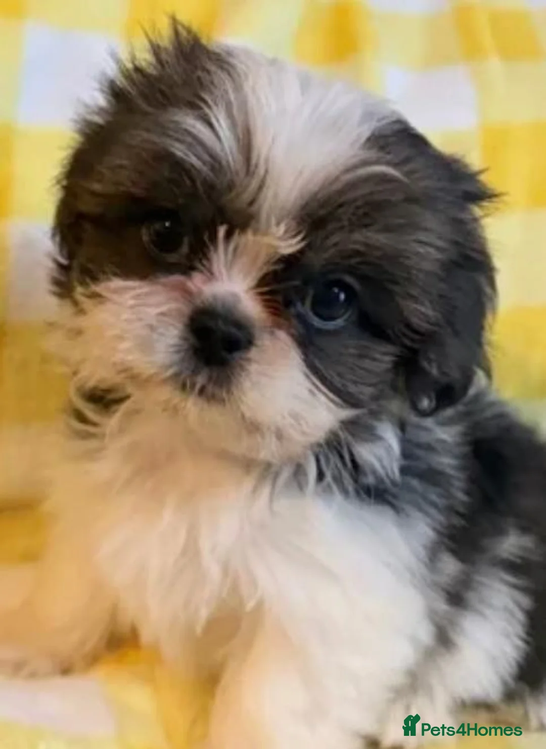 Shih Tzu dogs for sale: Shih Tzu Puppies – Looking for Their Forever Homes - Advert 1