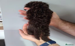 Cavapoo dogs for sale: *VIDEOS* F1b Cavapoos. Chocolate & Tan. DNA tested - Image 18