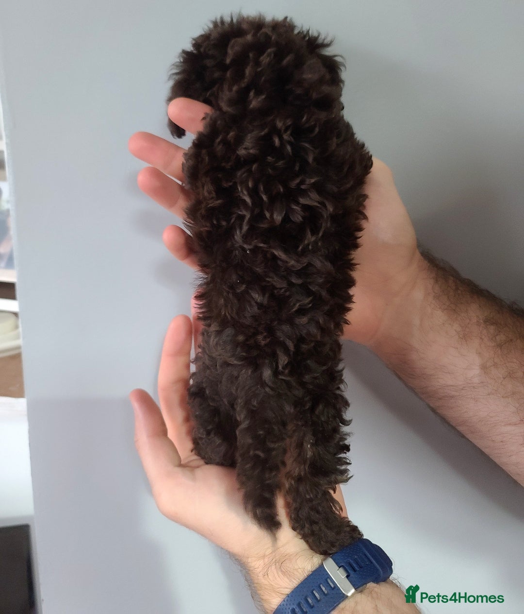 Cavapoo dogs for sale: *VIDEOS* F1b Cavapoos. Chocolate & Tan. DNA tested - Image 18