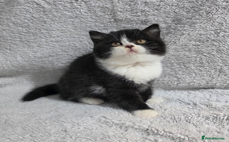 British Shorthair cats Last Beautiful British shorthair girl left. - Advert 1