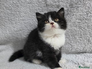 British Shorthair cats Last Beautiful British shorthair girl left. - Advert 1