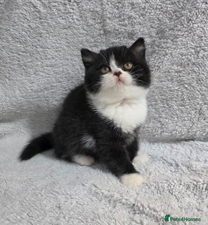 British Shorthair cats Last Beautiful British shorthair girl left. - Advert 1