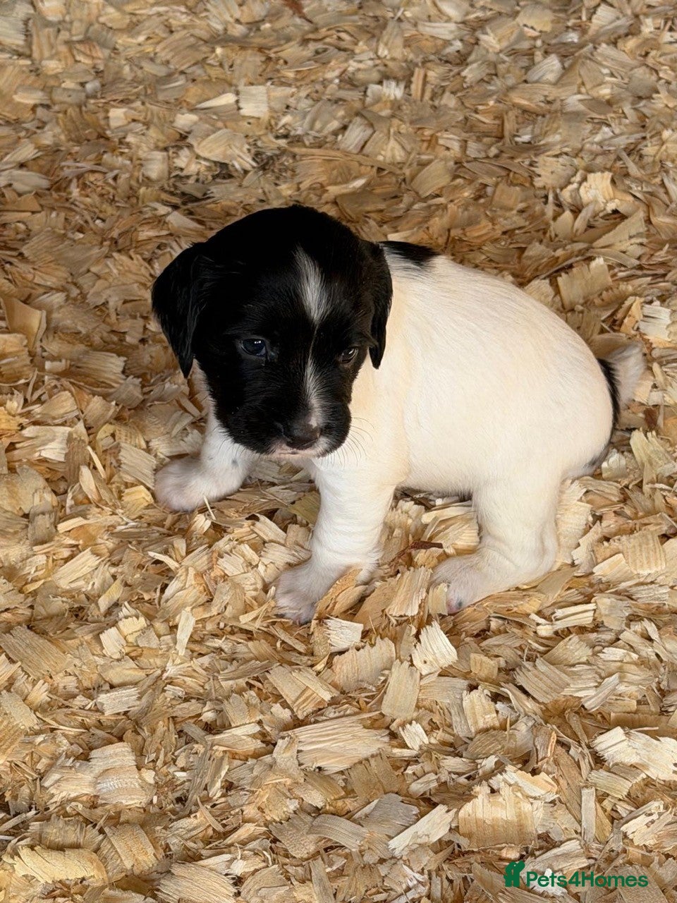 English Springer Spaniel dogs Championship Bred, Fully Health Tested Workers - Advert 2