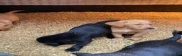 Labrador Retriever dogs for sale: kc registered labrador pups in Stafford - Advert 3