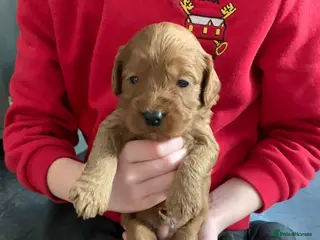 Cockapoo dogs F1 miniature cockapoo puppies - Advert 1