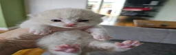 British Shorthair cats for stud: STUD DUTIES - Advert 15