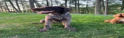 German Wirehaired Pointer dogs for stud: German Wirehaired Pointer at Stud - Advert 4