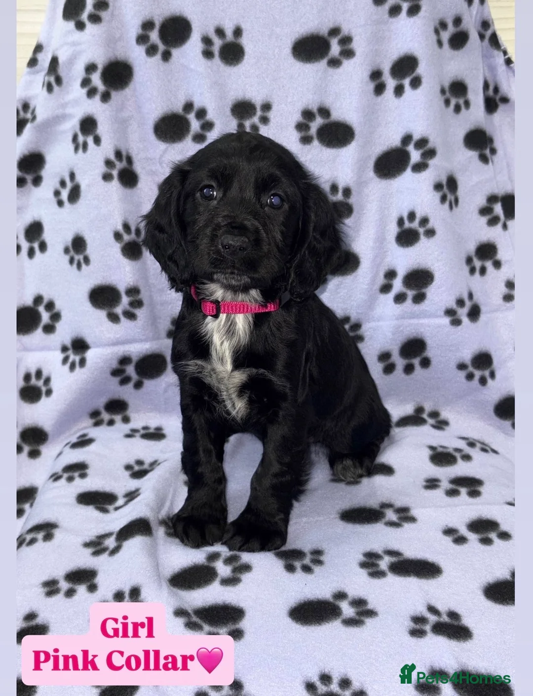 Cocker Spaniel dogs for sale: Beautiful Cocker Spaniel Puppies - Advert 4