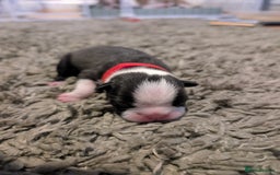 Boston Terrier dogs for sale: KC bostonTerrier puppies  - Image 8