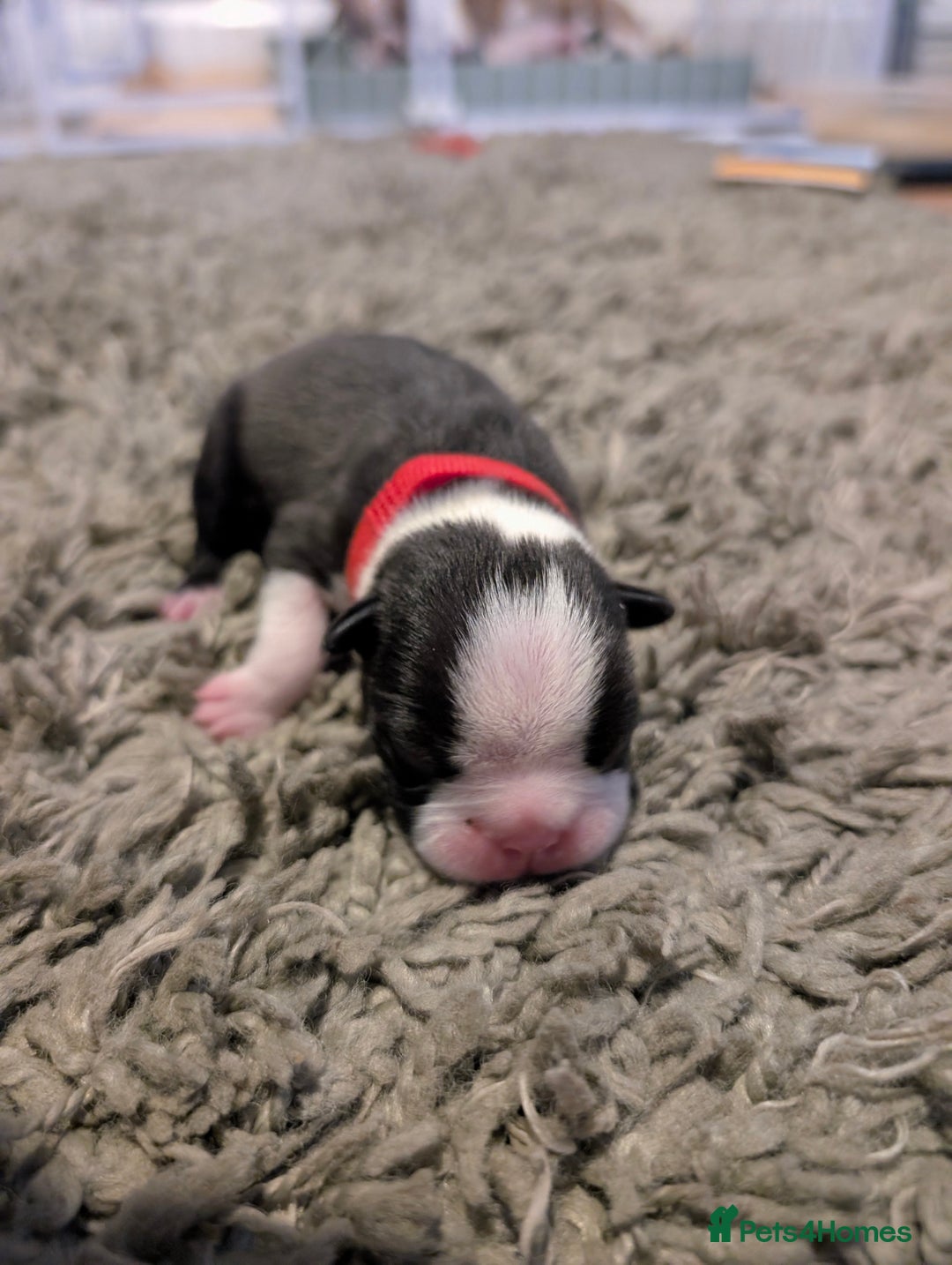 Boston Terrier dogs for sale: KC bostonTerrier puppies  - Image 8