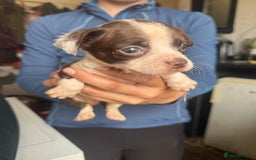 Mixed Breed dogs for sale: Boston spaniel ready now - Image 2