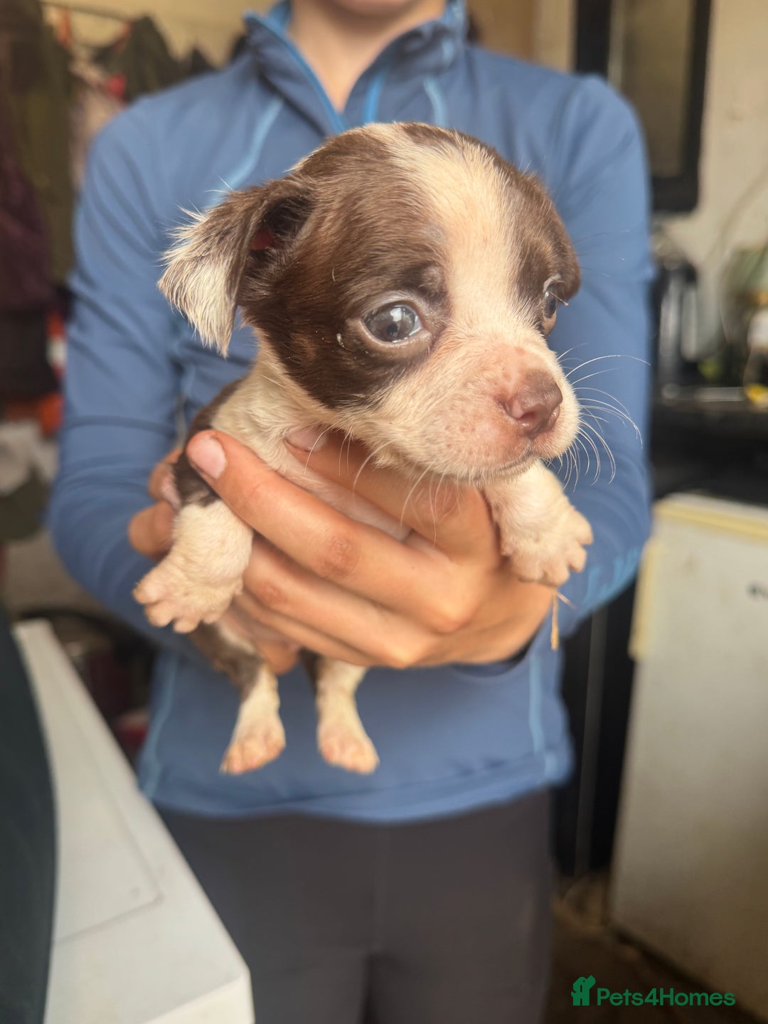 Mixed Breed dogs for sale: Boston spaniel ready now - Image 2