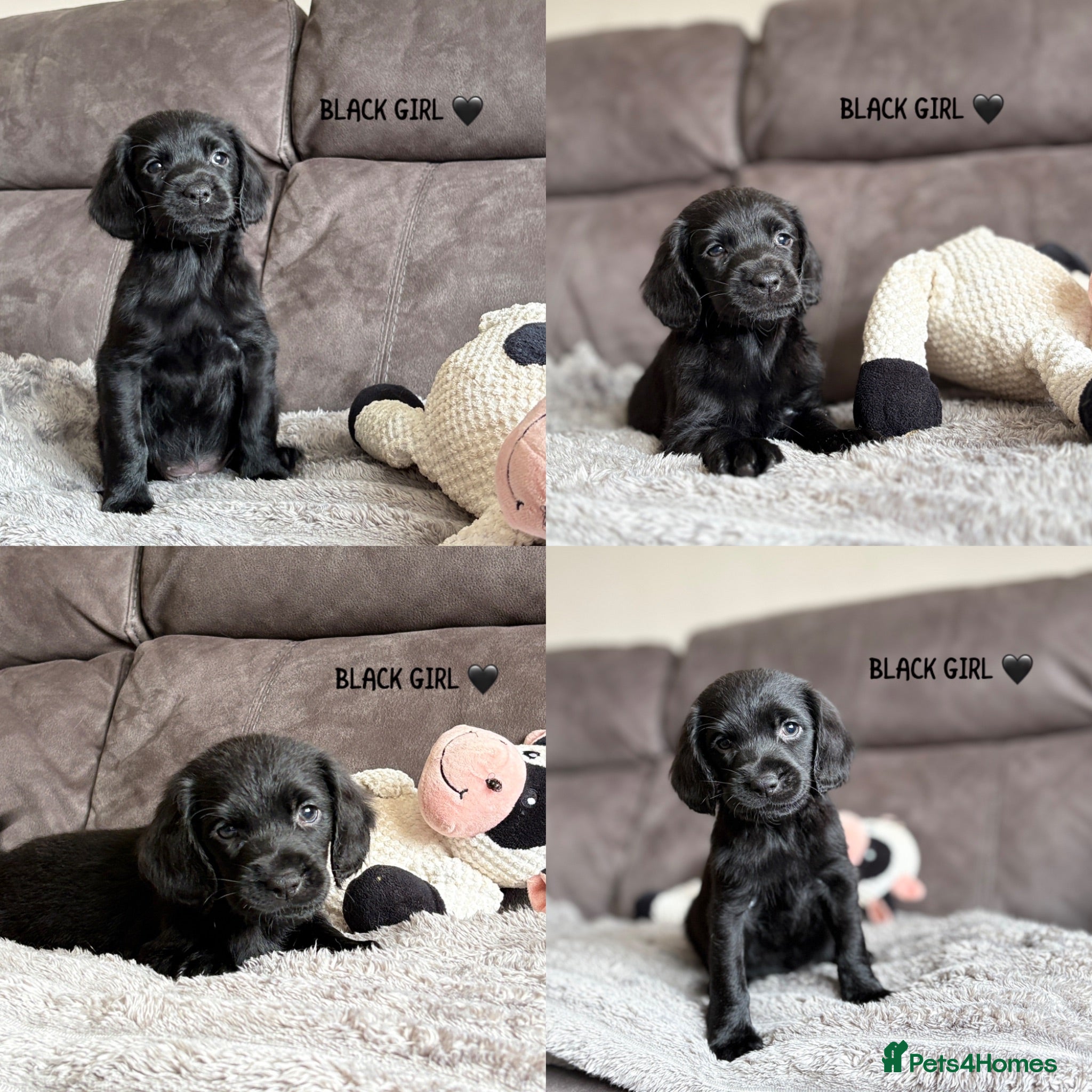 Cockerdor dogs READY TO LEAVE COCKERDOR PUPPIES💛🖤 - Advert 2