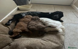 Cockapoo dogs for sale: Stunning f1 show cockapoos  - Image 1