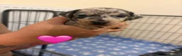 Jackshund dogs for sale: Jackhaunds miniature little - Advert 18
