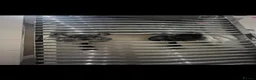 Chinchilla rodents for sale: two adorable chinchilla brothers  - Advert 7