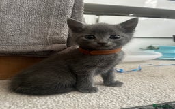 Russian Blue cats for sale: Russian blue x Chartreux - Image 6