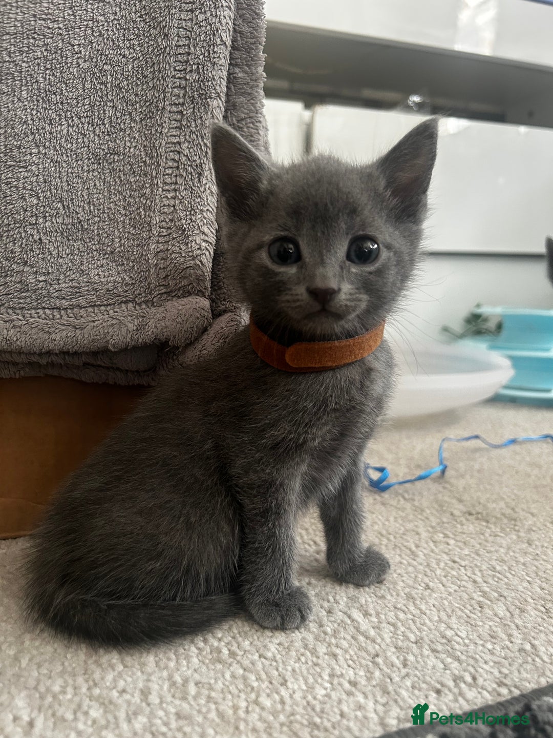 Russian Blue cats for sale: Russian blue x Chartreux - Image 6