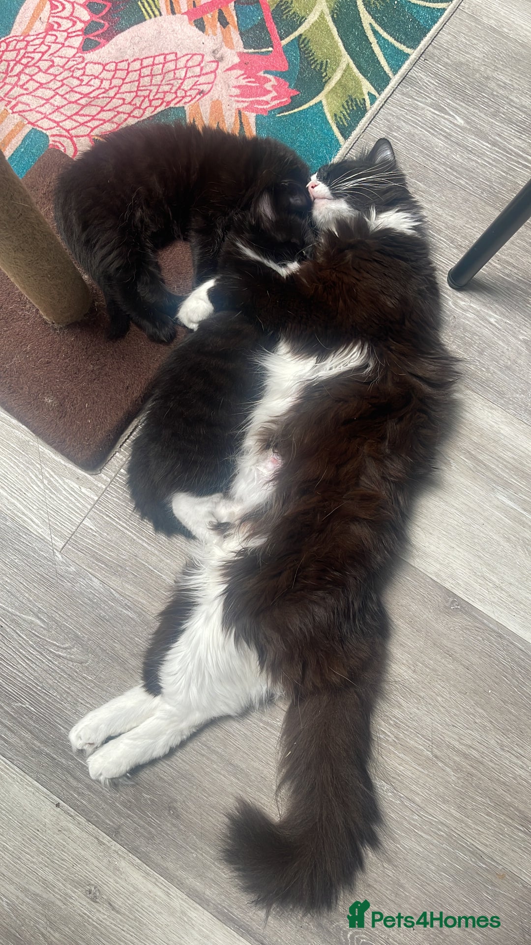 Ragdoll cats for sale: 3 Male Kittens Ragdoll X Turkish Angora  - Image 28