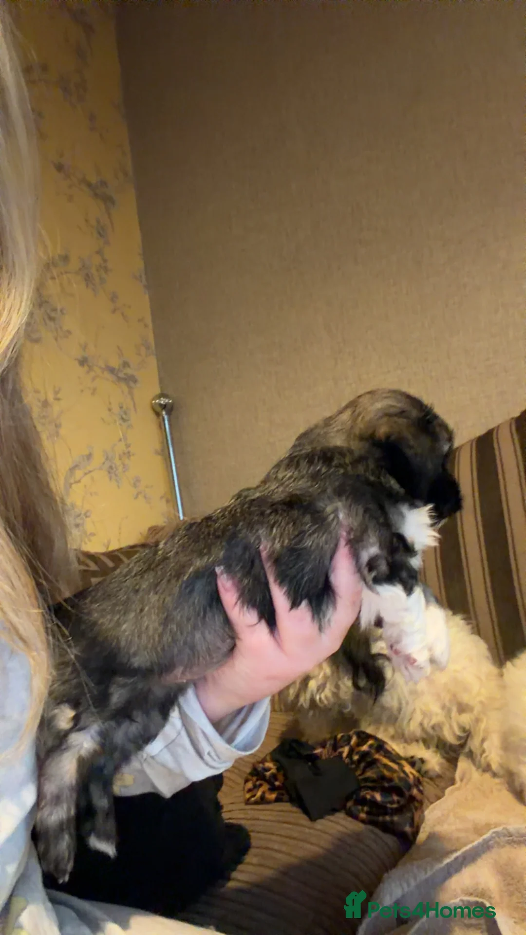 Mixed Breed dogs for sale: Chinese Crested X Shih Tzu - Advert 15