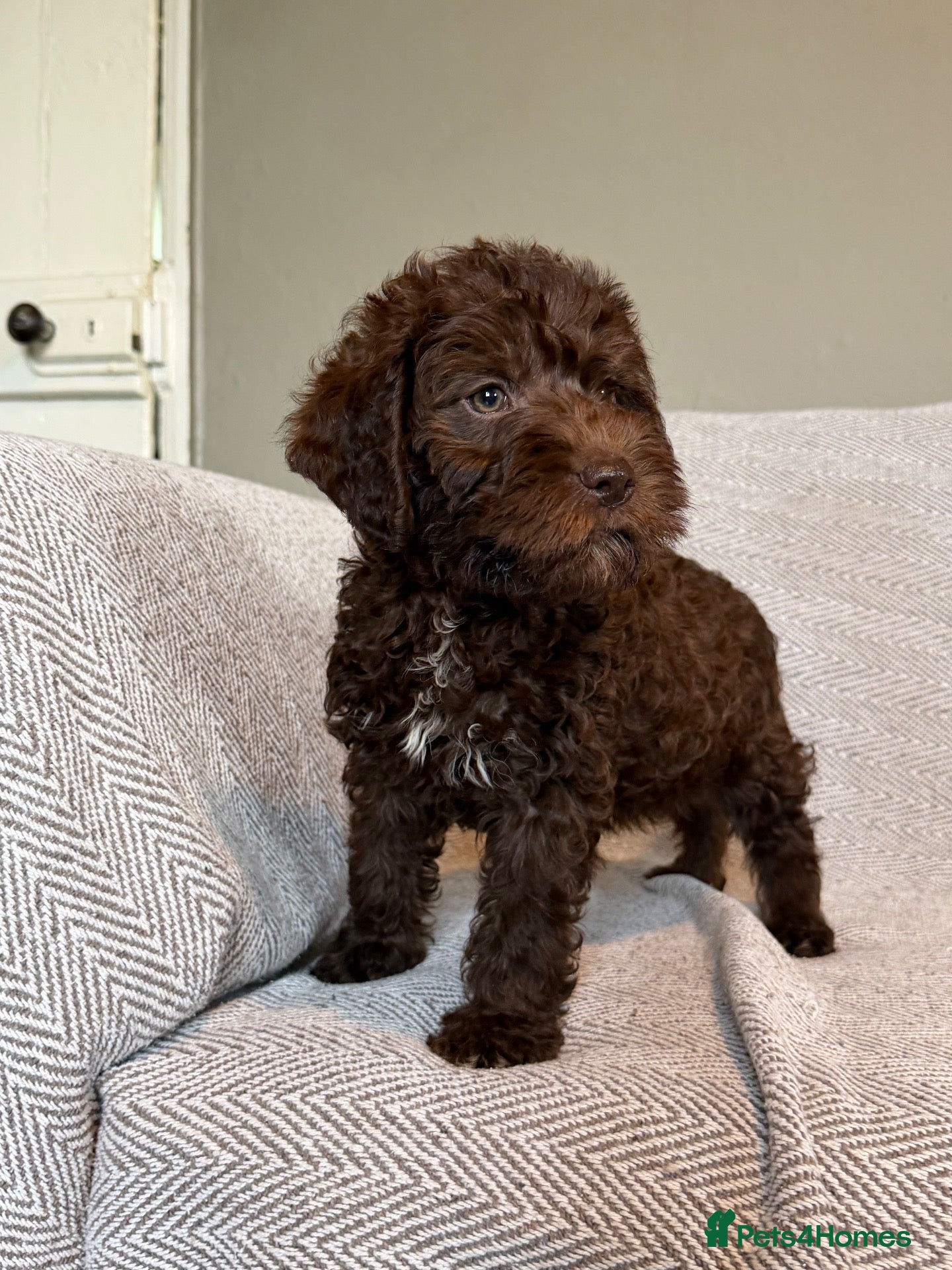 Lagotto Romagnolo dogs 🐾 Lagotto Lab Puppies 🐾 - Advert 2