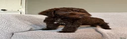 Lagotto Romagnolo dogs for sale: 🐾 Lagotto Lab Puppies 🐾 - Advert 4