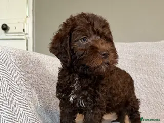 Lagotto Romagnolo dogs 🐾 Lagotto Lab Puppies 🐾 - Advert 9
