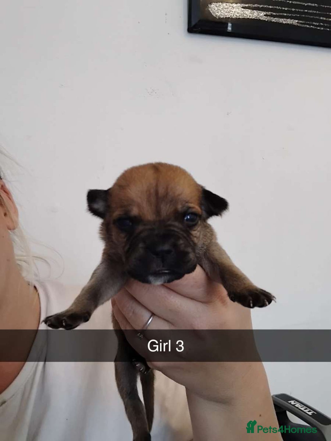Mixed Breed dogs for sale: Beautiful mastiff cross pups - Image 8