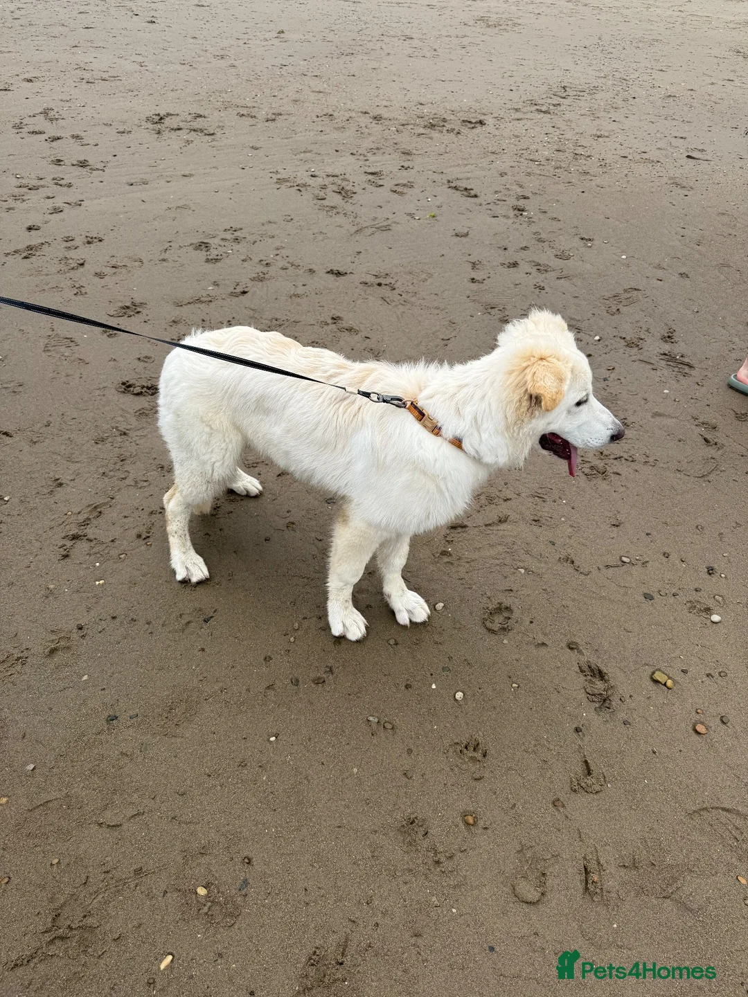 German Shepherd dogs for sale: White German shepherd  - Advert 8
