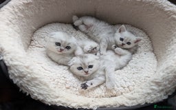 Scottish Fold cats for sale: 😻Scottish fold kittens😻 - Image 5