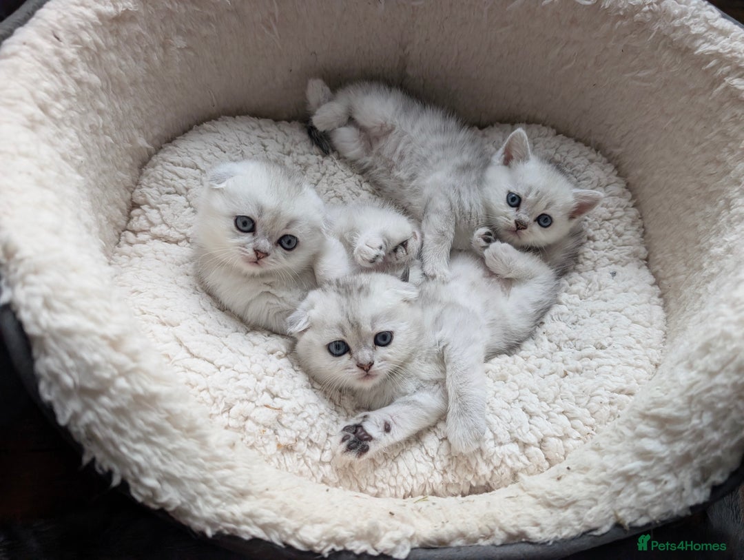 Scottish Fold cats for sale: 😻Scottish fold kittens😻 - Image 5