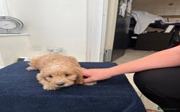 Cockapoo dogs for sale: 8 cockapoo - Image 6