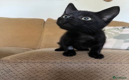 Mixed Breed cats for sale: Male black kitten - ready now - Image 8