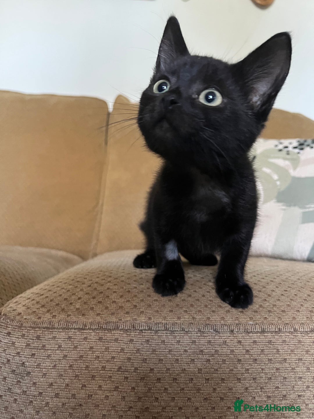 Mixed Breed cats for sale: Male black kitten - ready now - Image 8