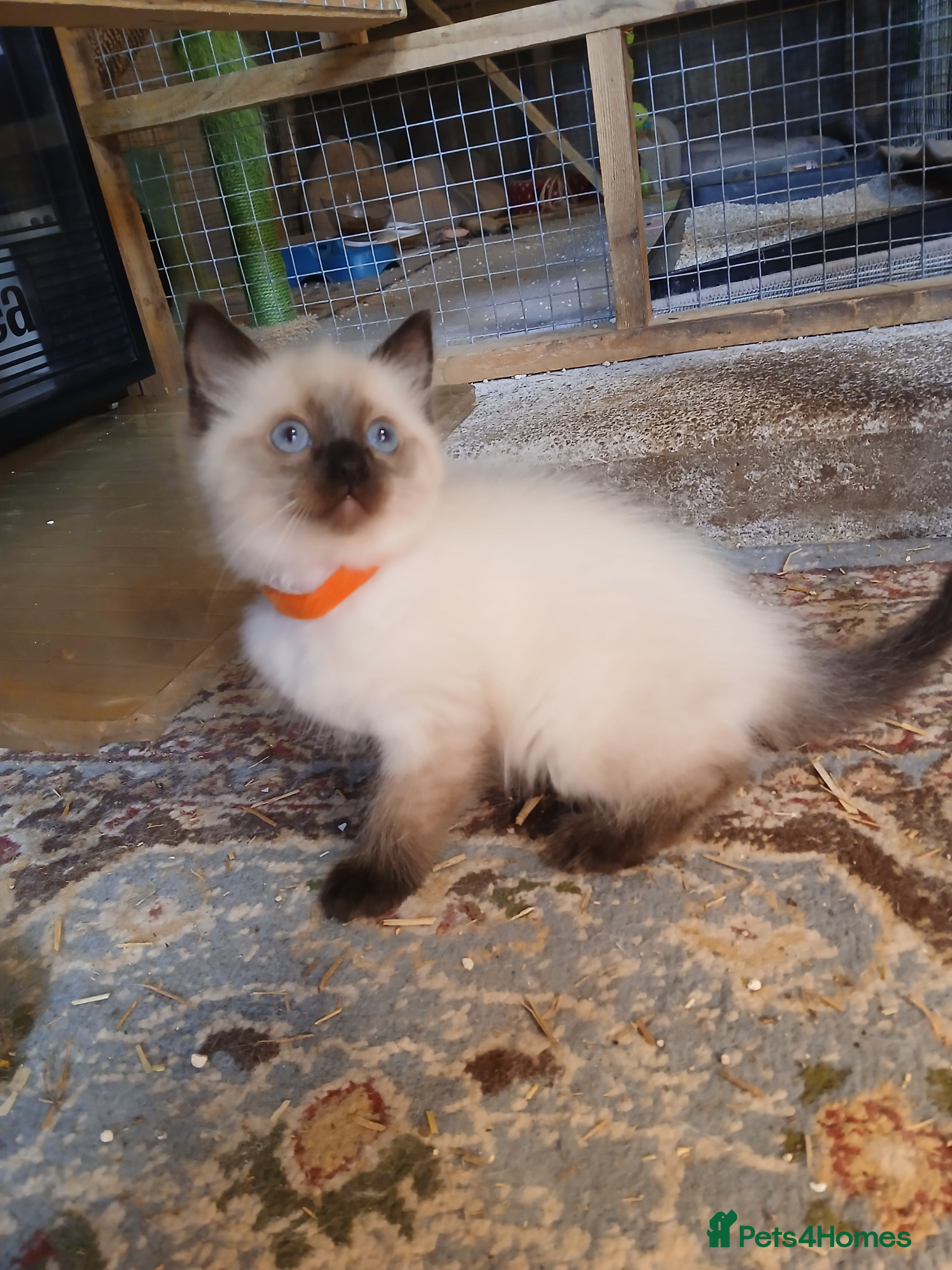  Kitten 1