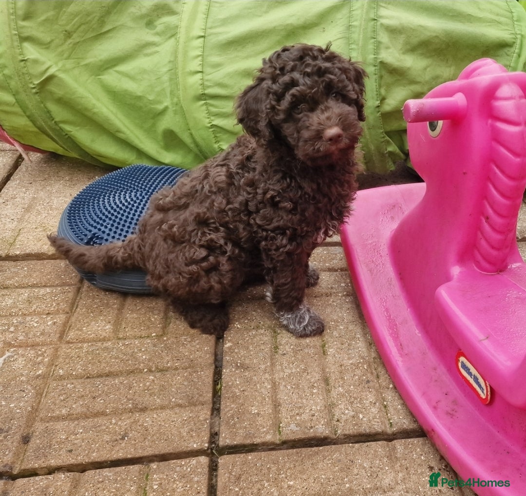 Lagotto Romagnolo dogs for sale: KC reg, Lagotto Romagnolo, LAST GIRL - Advert 3