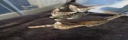 Bengal cats for sale: Bengal X DLH kittens  - Advert 35